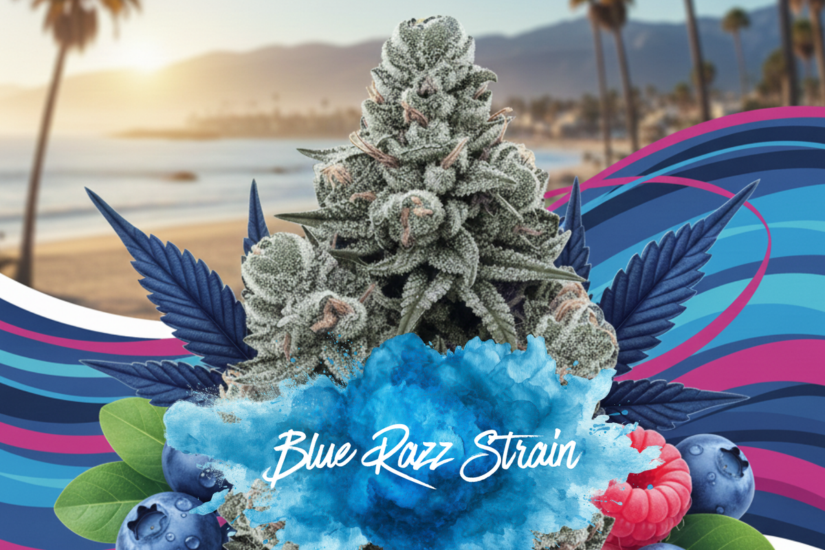 Blue Razz cannabis strain macro showing frosty blue-tinted buds and berry-inspired visuals for Packs Club.
