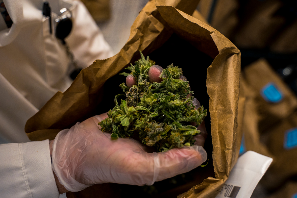 Pile of dried cannabis stalks and buds.