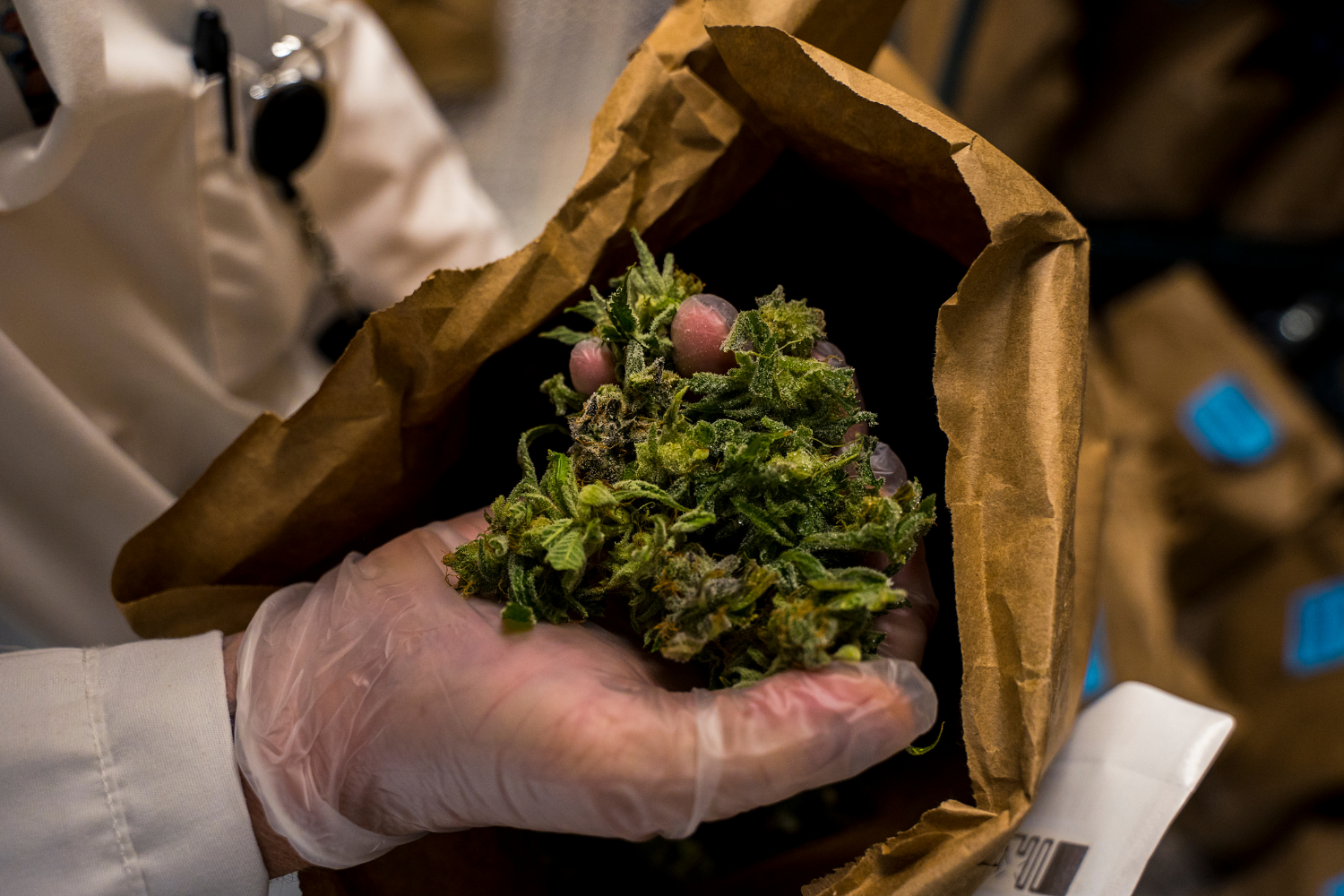 Pile of dried cannabis stalks and buds.