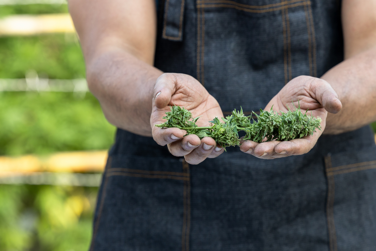 Person in denim apron holding trimmed cannabis buds outdoors.