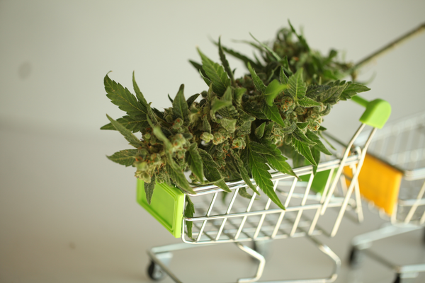 Fresh cannabis flower in a small shopping cart for shoppers looking for dispensary deals today and deals on weed