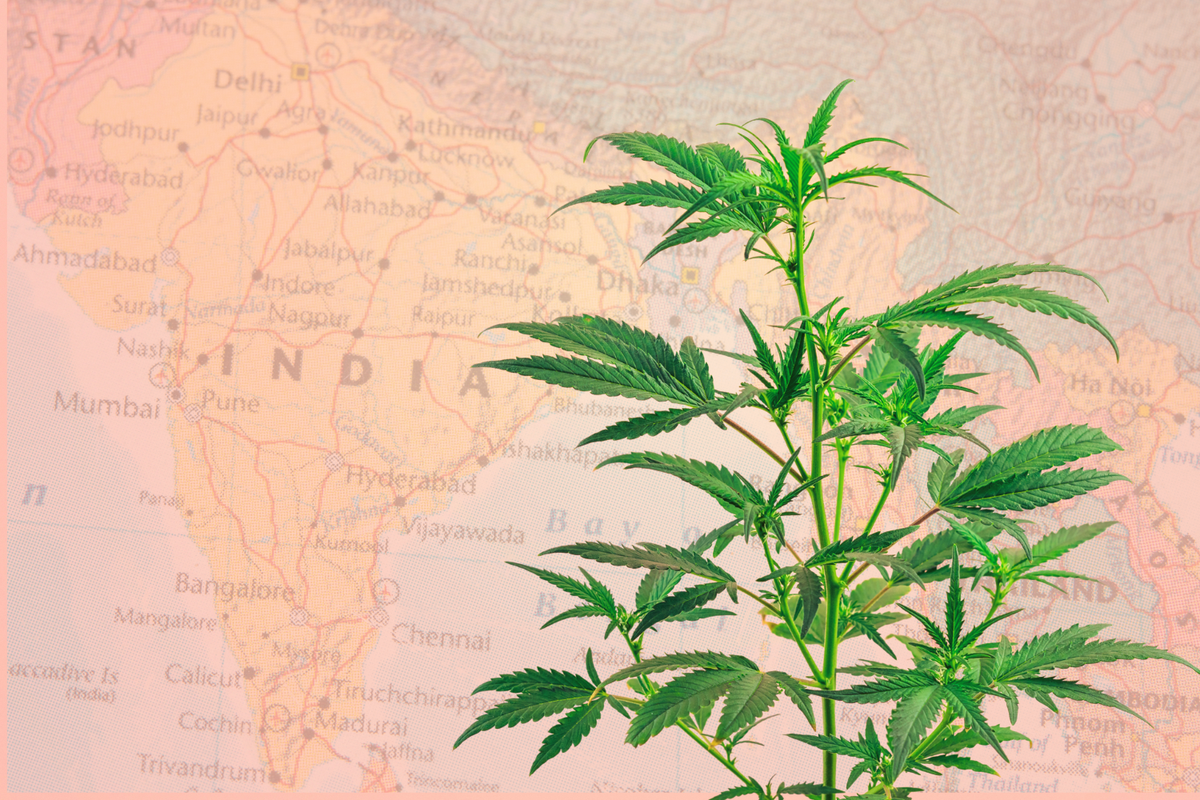 Cannabis plant over a map of India illustrating the origins and history of the word ganja in cannabis slang.