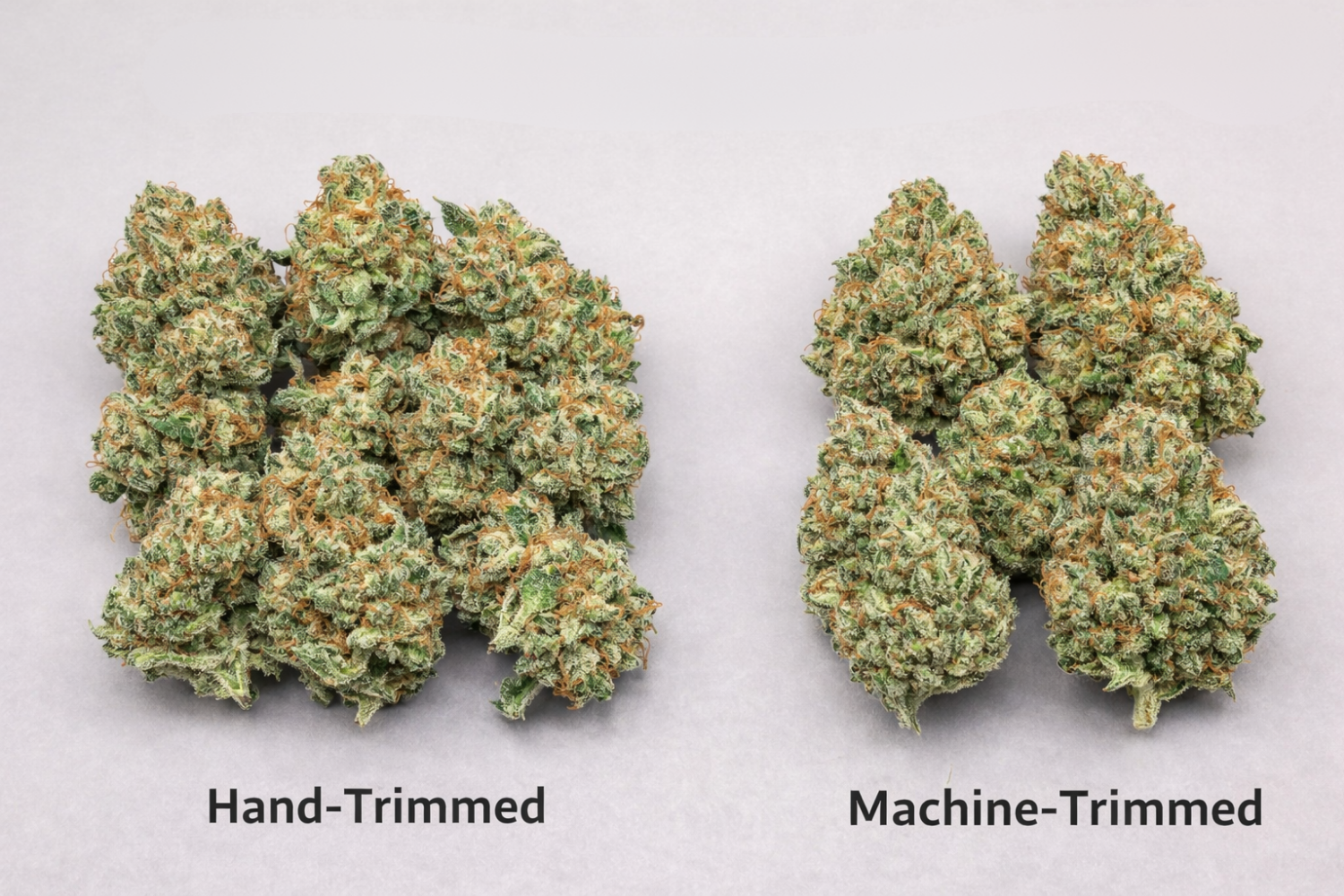 Hand-trimmed vs. machine-trimmed cannabis buds side by side.