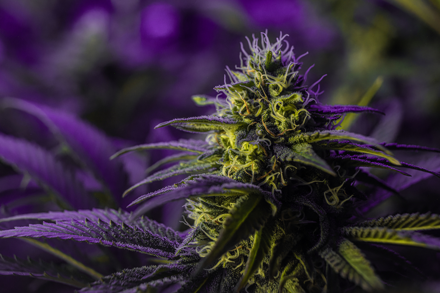 Close-up of cannabis flower covered in trichomes with purple hues.